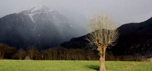 Arbres têtards Valbonnais © Angélique Pruvost